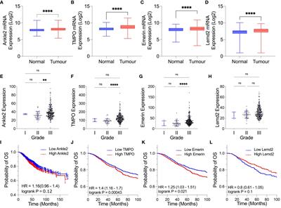 The expression and role of the Lem-D proteins Ankle2, Emerin, Lemd2, and TMPO in triple-negative breast cancer cell growth